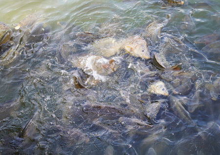Carp fish in the pond, closeup of photo, north china