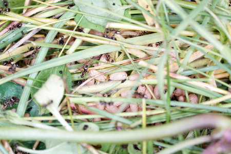 Ants and ants in the grass, close-up of photoの写真素材