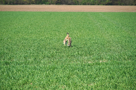 Wild hare in a field. Wildlife scene from nature. Wild animal in the nature habitat.