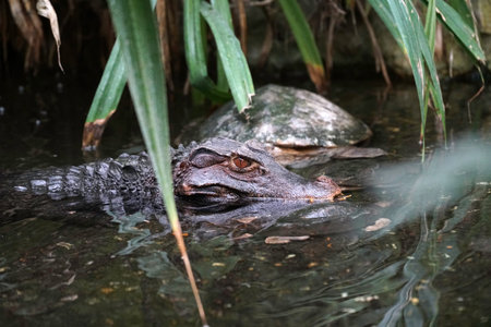 American alligator (Crocodylus americanus) in the water
