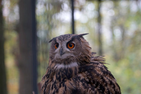 Eurasian Eagle Owl (Bubo bubo) portraitの写真素材