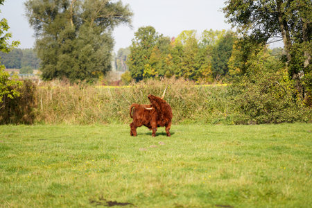 Scottish highland cattle grazing on a meadow in the Netherlands