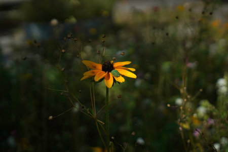Black-eyed Susan (Rudbeckia fulgida)