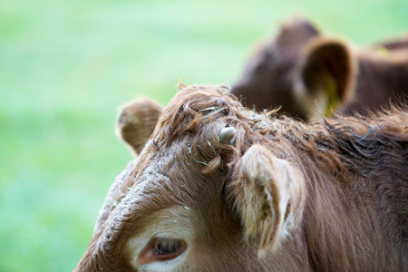 Close up of a brown cow in a meadow with green grass