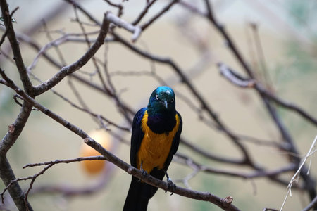 closeup of a colorful bird on a tree branch in the wildの写真素材