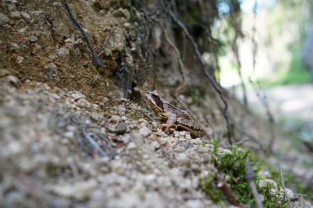 Small frog on the ground in the forest. Close up.