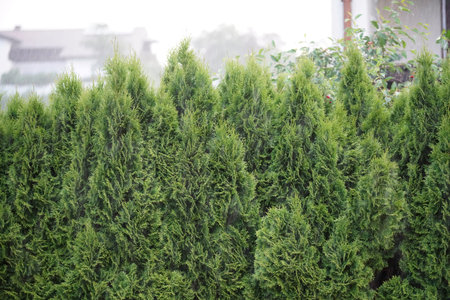 Green thuja tree in the garden, thuja background