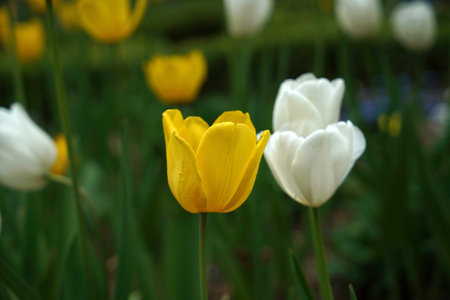 tulip. Beautiful bouquet of tulips. colorful tulips. tulips in spring, colorful tulipの写真素材