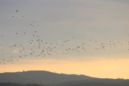 Flock of birds flying at sunset in the Carpathian Mountainsの写真素材