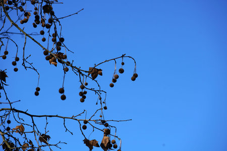Leaves and branches of a tree against the blue sky in winter