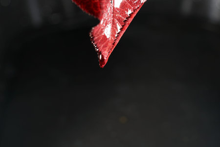 Red leaf on a black background, close-up, selective focus