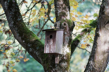 Wooden birdhouse on a tree in the forest in autumn.
