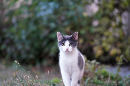 Cute kitten in the garden. Selective focus on the cat