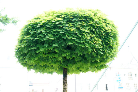 Green tree in the city, closeup of photo with shallow depth of field