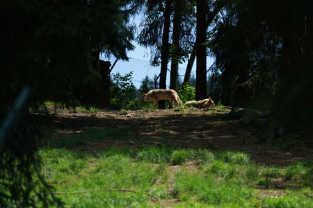 Two dogs in the forest on a sunny summer day. Animal portrait.