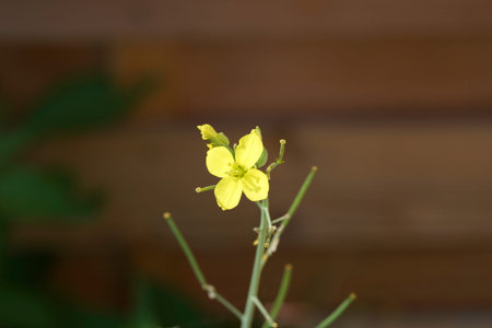 Yellow mustard flower on a blurred background. Close up. Selective focus.