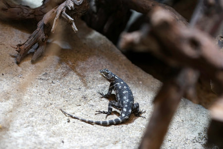 lizard on the rock in the wild, closeup of photoの写真素材