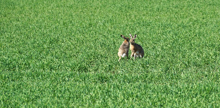 Hare on the green grass in the field, close-up