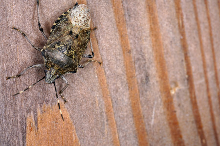 Stink bug on a wooden background. Close up. Macro
