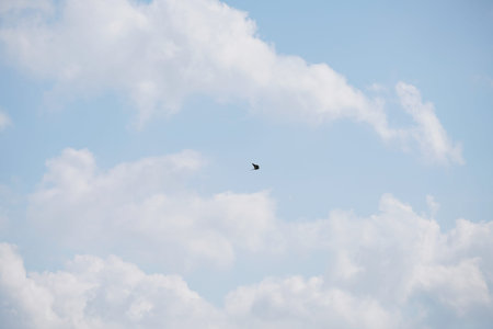 Blue sky with white clouds and a bird in the sky. Background.