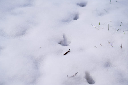 Traces of animals in the snow. Close up photo.