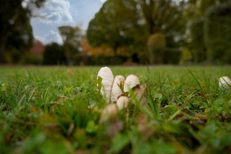 mushrooms on the grass in the park in the autumn seasonの写真素材