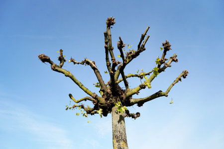 tree in the blue sky, closeup photo with shallow depth of field