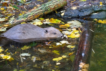 Ondatra zibethicus, also known as the European beaver or river ratの写真素材