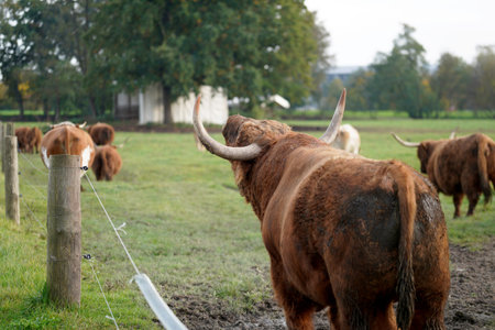 Scottish highland cattle in a meadow in the fall.