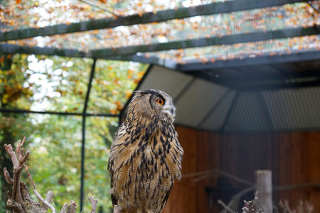 Long-eared owl in the zoo