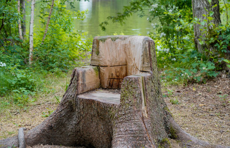 tree stump on the bank of the lake in the forest in summerの写真素材
