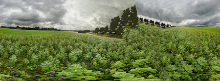 Panoramic view of the green field under the stormy skyの写真素材