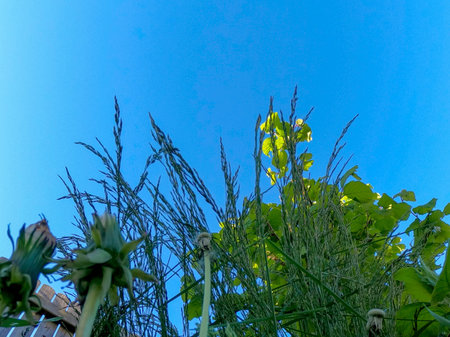 Green grass against the blue sky in the garden. Nature background.の写真素材