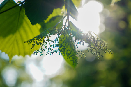 flowers and leaves of linden tree in the sun raysの写真素材