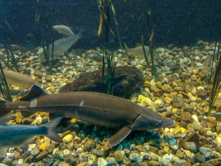 A large sturgeon swims in the water of the pond.の写真素材