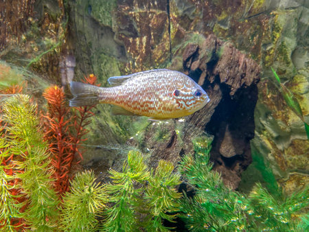 Cichlid fish swimming in an aquarium, closeup of photoの写真素材