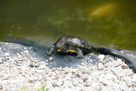 Red-eared slider turtle (Trachemys scripta elegans)の写真素材