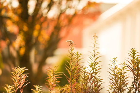 Plants in the garden. Selective focus, shallow depth of field.の写真素材