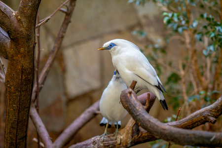 White bird sitting on a branch in a zoo, close-upの写真素材