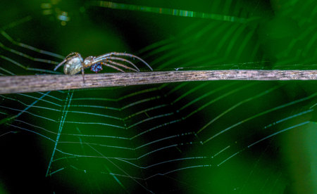 spider on a web in the forest, macro photography of insect