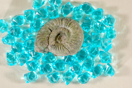 Fossilized ammonite on blue glass beads on light background