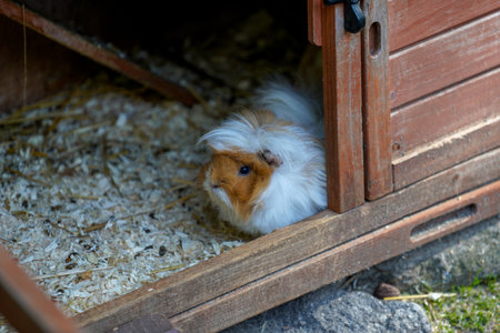 Cute guinea pig looking out of the wooden door of the houseの写真素材