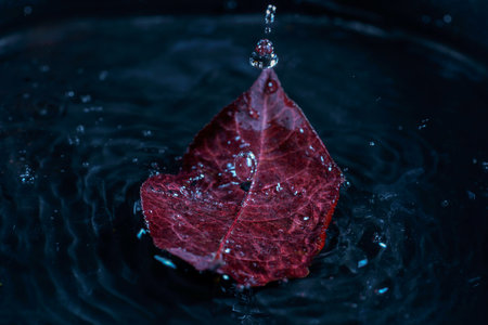 Red leaf with water drops on a black background. Shallow depth of fieldの写真素材