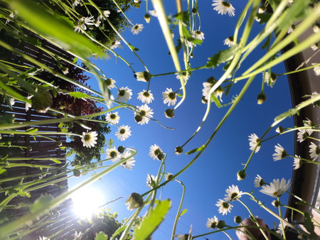 Chamomile flowers on a background of blue sky in the sunの写真素材