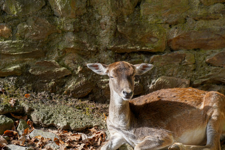 Fallow deer (Dama dama) in the forest.の写真素材