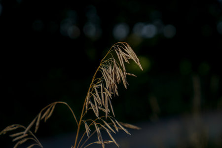 Pampas grass in the evening light, soft focus, shallow depth of fieldの写真素材