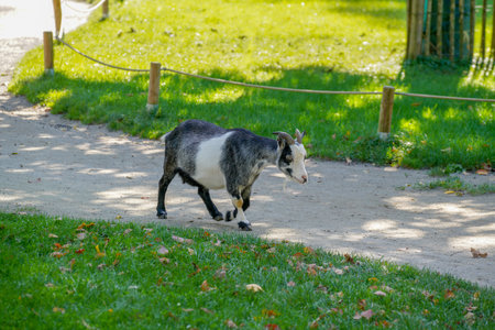 Goat walks on the green grass in the park on a sunny dayの写真素材