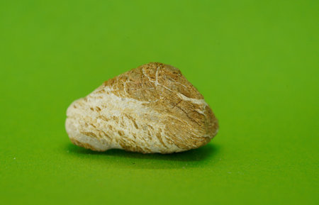 Macro of a stone on a green background with copy space.