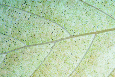 Autumn maple leaves background. Colorful maple leaves background. Autumn maple leaves background