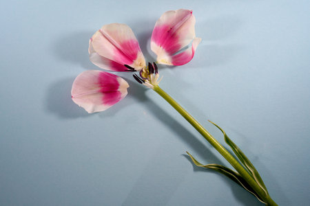 Two tulips on a blue background. Close up. Studio photography.の写真素材